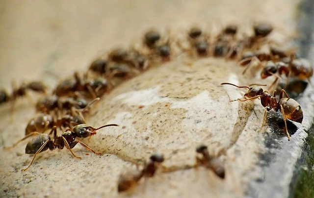Traitement fourmis & puces